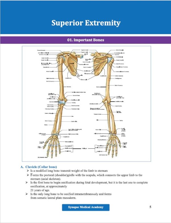 Synapse Premium Basic Lecture Sheet (FCPS P-1/Residency/Diploma) - Image 5